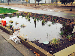 Monitoring at College town Drive rain garden