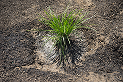 Parking Lot 10 plants established