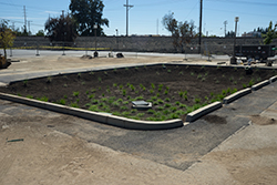 Parking Lot 10 plants established