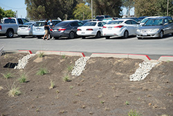 Parking Lot 10 plants established and some dead