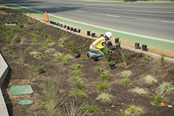 Lot 7 North planting in progress