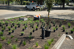 Lot 7 South plants delivered