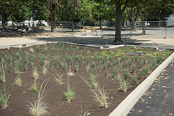 Lot 7 South plants established