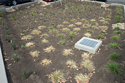 Lot 7 South plants established